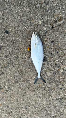 碧南海釣り公園