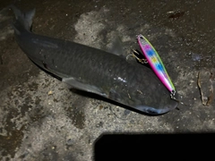 ボラの釣果