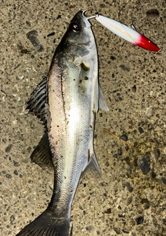 シーバスの釣果