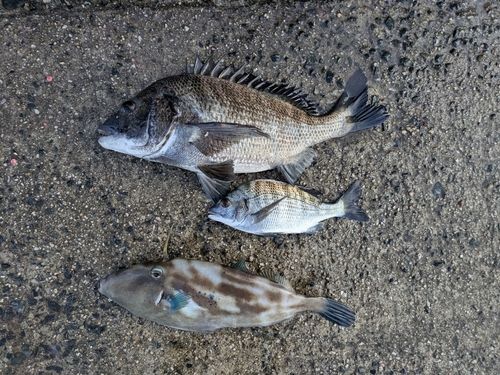 チヌの釣果