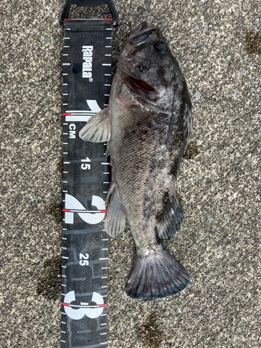 クロソイの釣果