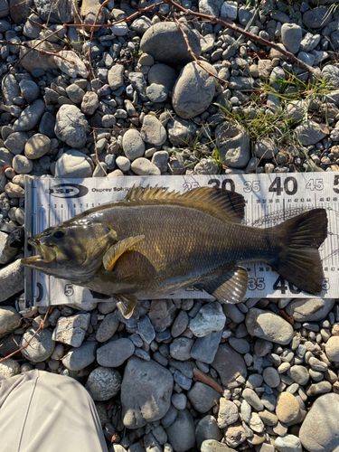 スモールマウスバスの釣果