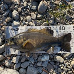 スモールマウスバス