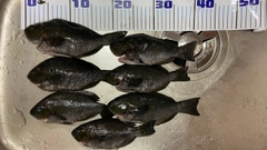 メジナの釣果