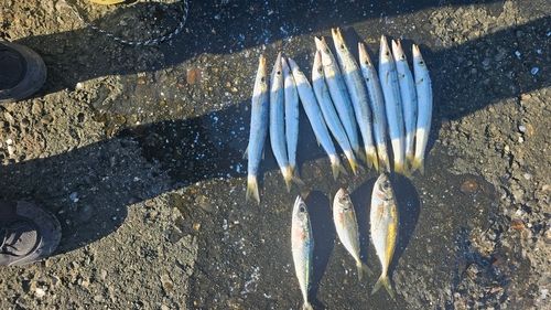 アカカマスの釣果