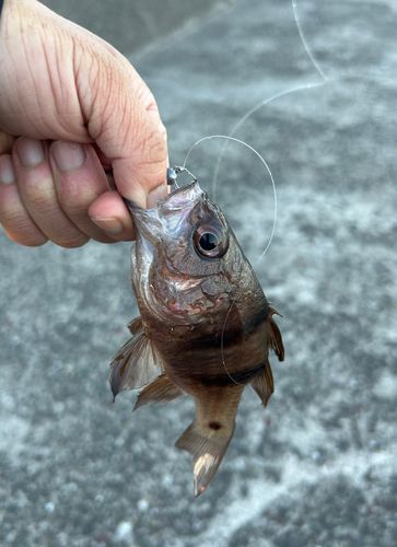 ヨコスジイシモチの釣果
