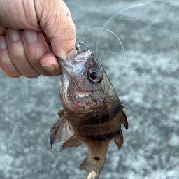 ヨコスジイシモチ