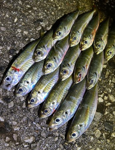 アジの釣果