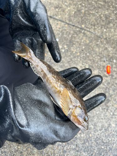 アイナメの釣果