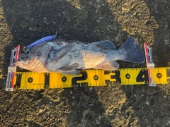 クロソイの釣果