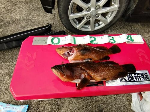 オオモンハタの釣果