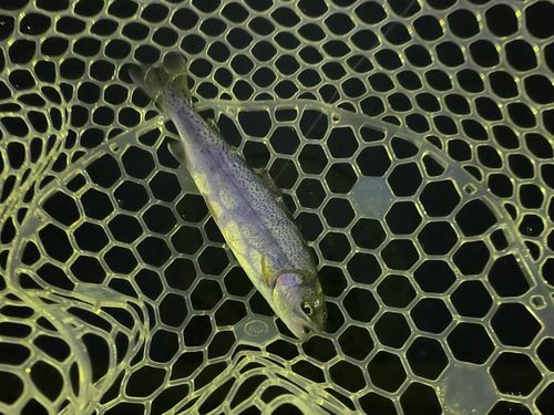 レインボートラウトの釣果