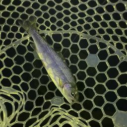 レインボートラウト