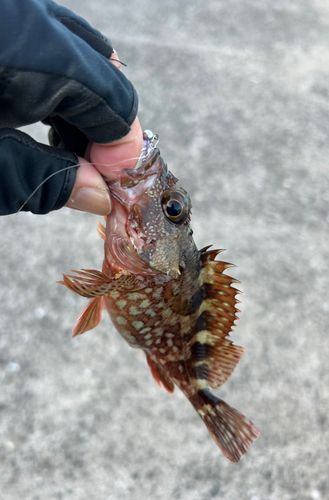 カサゴの釣果