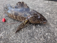 アイナメの釣果