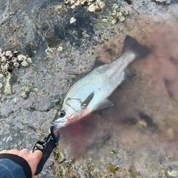 セイゴ（ヒラスズキ）