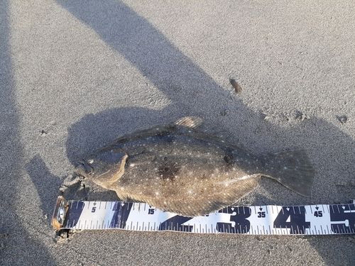 ヒラメの釣果