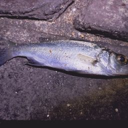 セイゴ（マルスズキ）