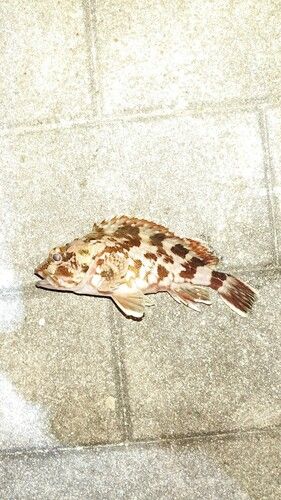 木津川（大阪）