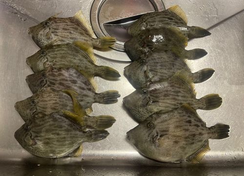 カワハギの釣果