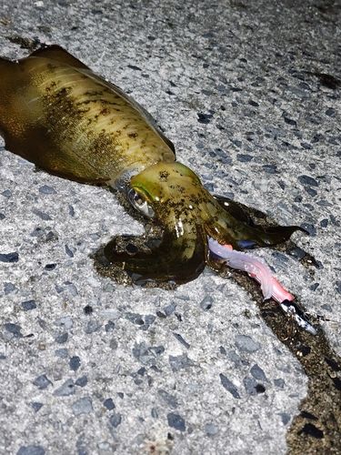 アオリイカの釣果