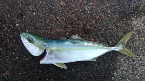 コゾクラの釣果