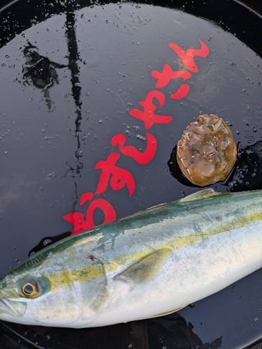 フクラギの釣果