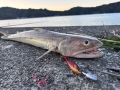 エソの釣果