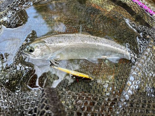 サクラマスの釣果