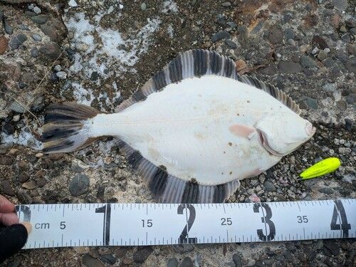 カワガレイの釣果