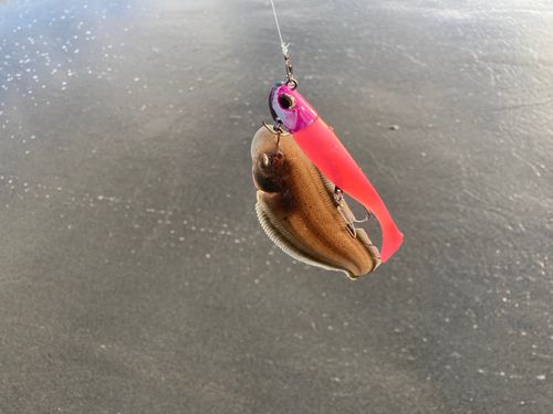 シタビラメの釣果