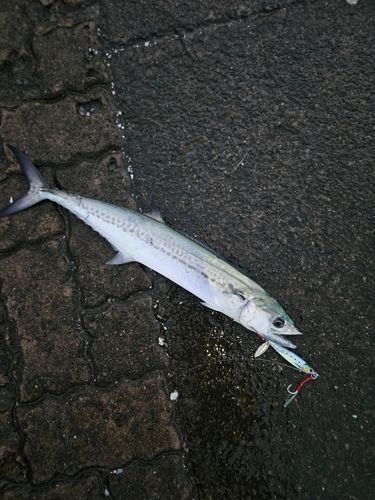 鞠山海遊パーク