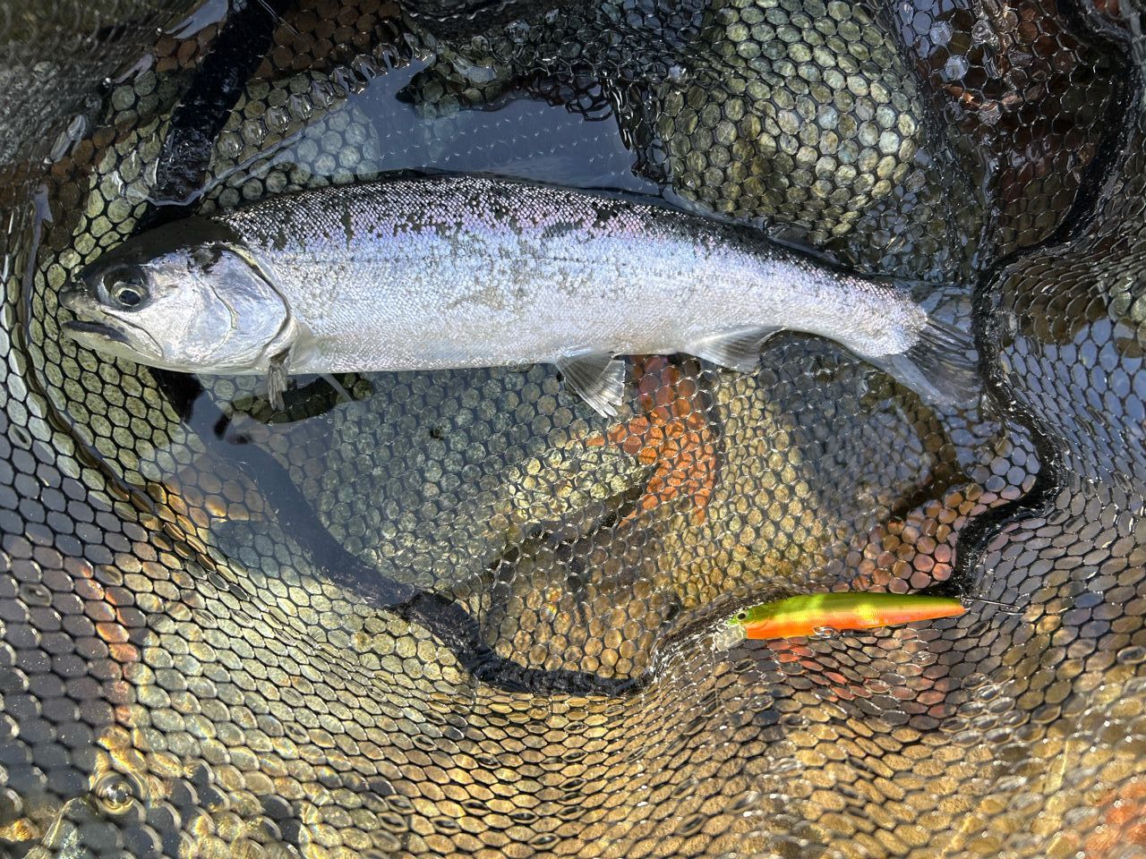 R.S☆ さんの 2025年12月31日のサクラマスの釣り・釣果情報(神奈川県