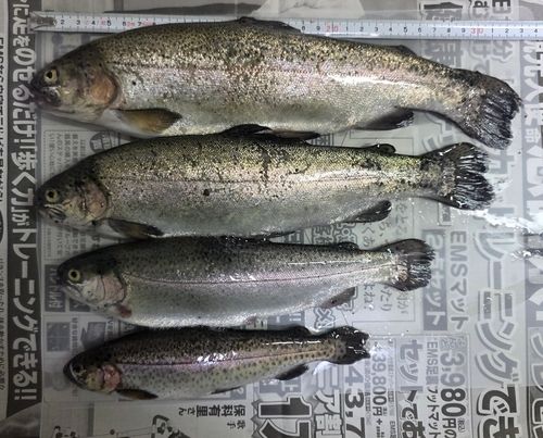 ニジマスの釣果