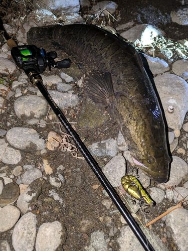 ライギョの釣果