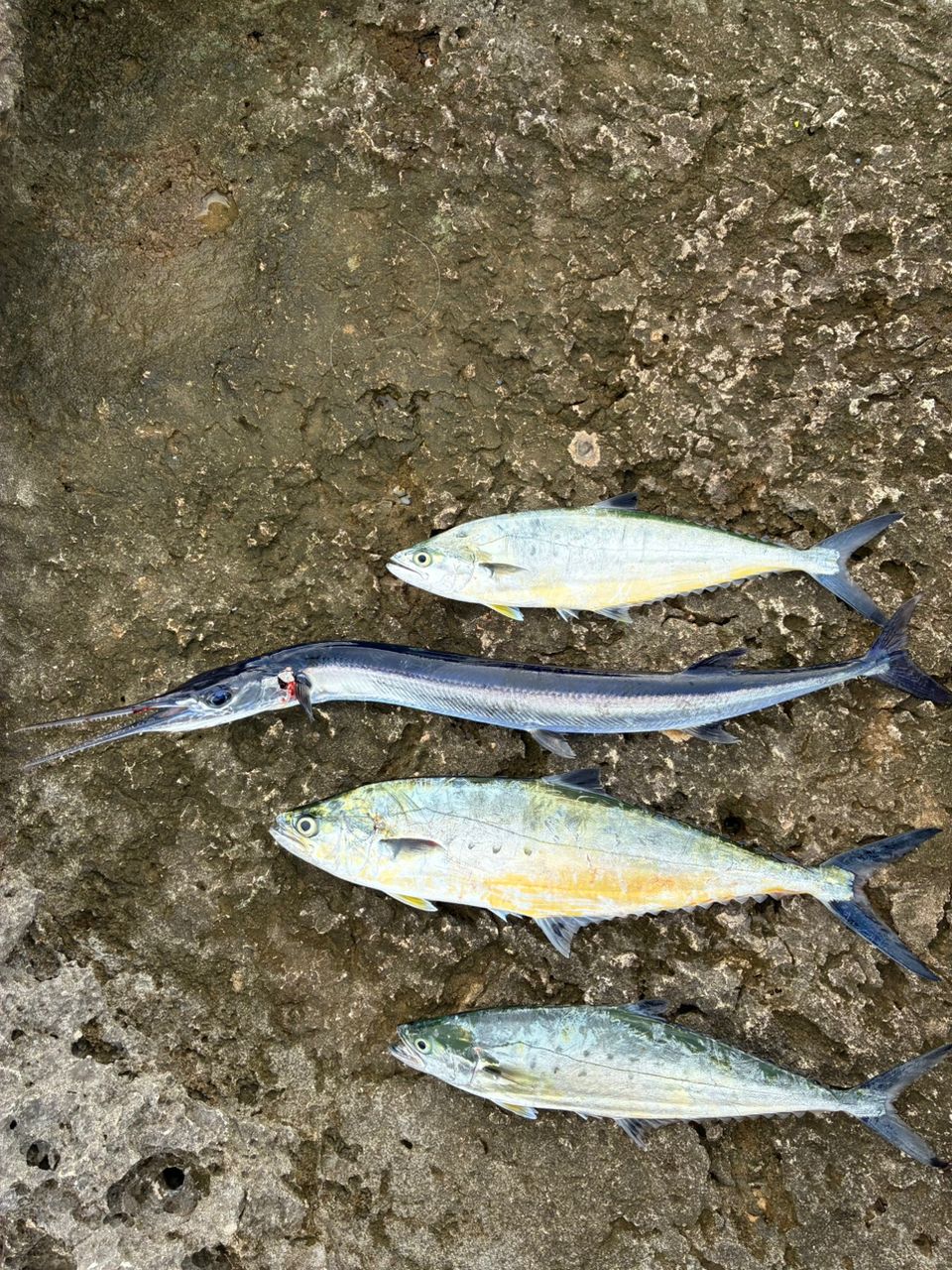 ミナミイケカツオ