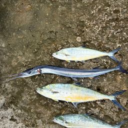 ミナミイケカツオ