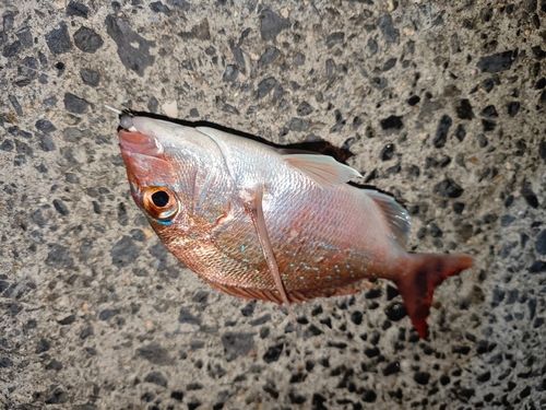タイの釣果