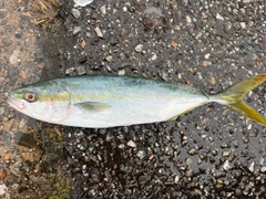 イナダの釣果
