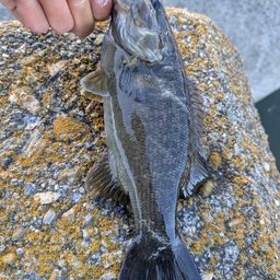 スモールマウスバス