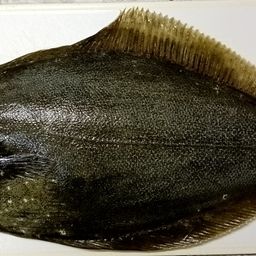 ヒラメ