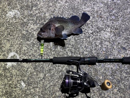 クロソイの釣果