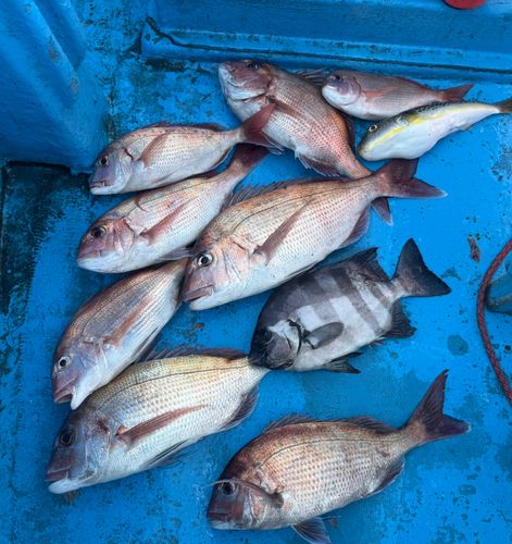 マダイの釣果
