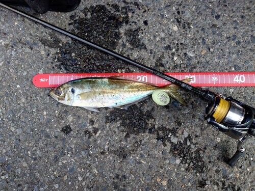 マアジの釣果