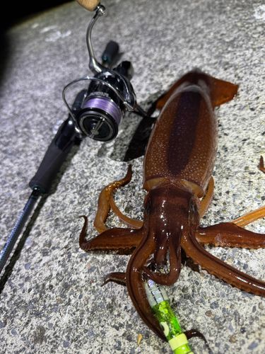 スルメイカの釣果