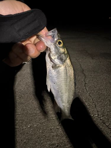 セイゴ（マルスズキ）の釣果