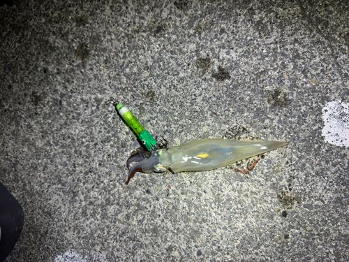 三陸海岸（岩手）