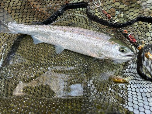 サクラマスの釣果