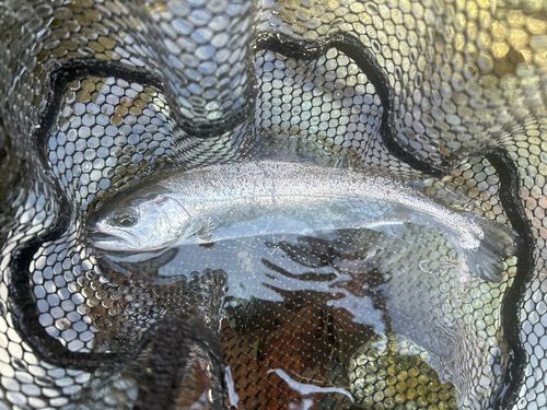 サクラマスの釣果