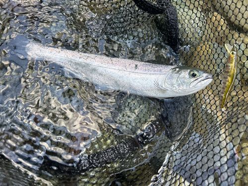 サクラマスの釣果